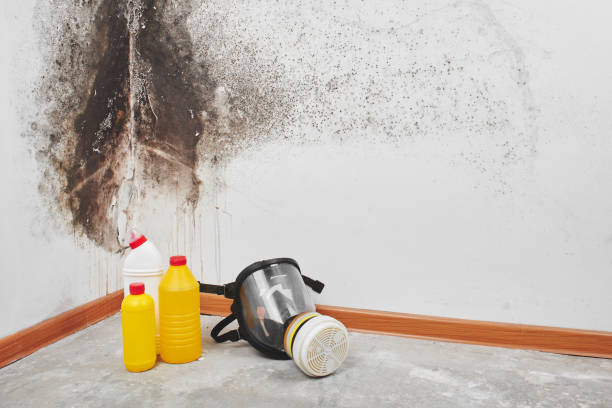 Best Local Mold Removal Service  in Dora, AL