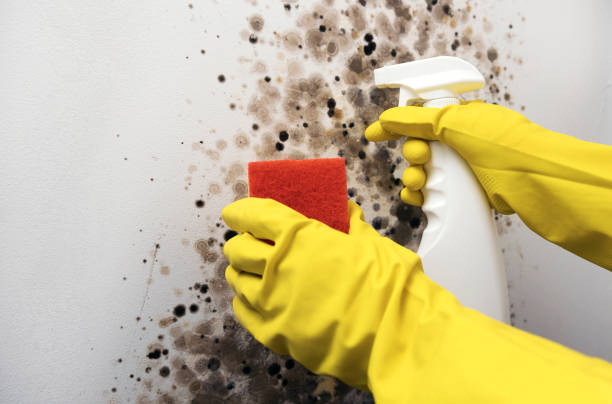 Best Toxic Mold Removal  in Dora, AL