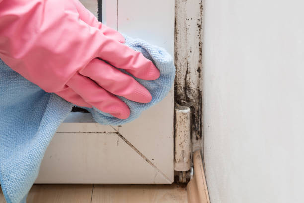Best Toxic Mold Removal  in Dora, AL